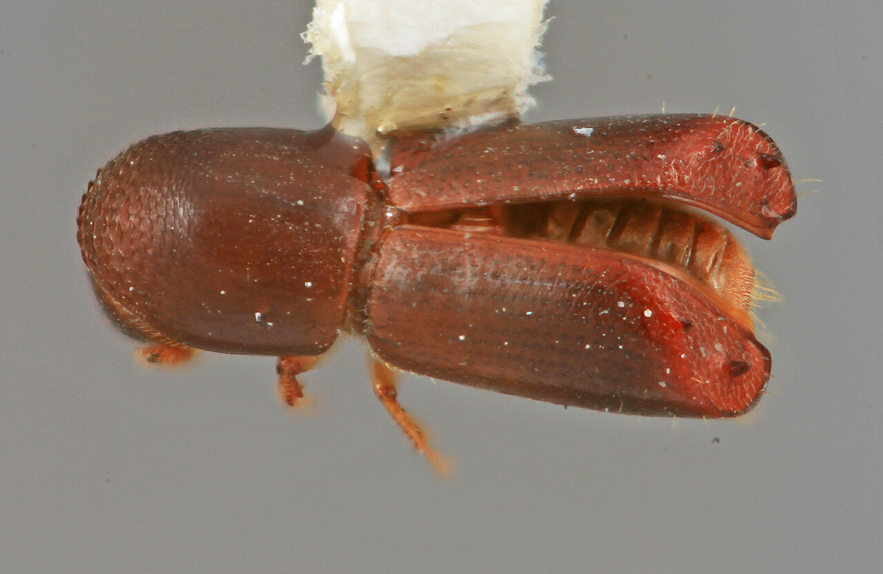 Genus / Species: Monarthrum diligens | Image Author: SM Smith | Location: México, Puebla, Teziutlan, 3.6 km NE | Image Type: holotype | Collection: Entomology