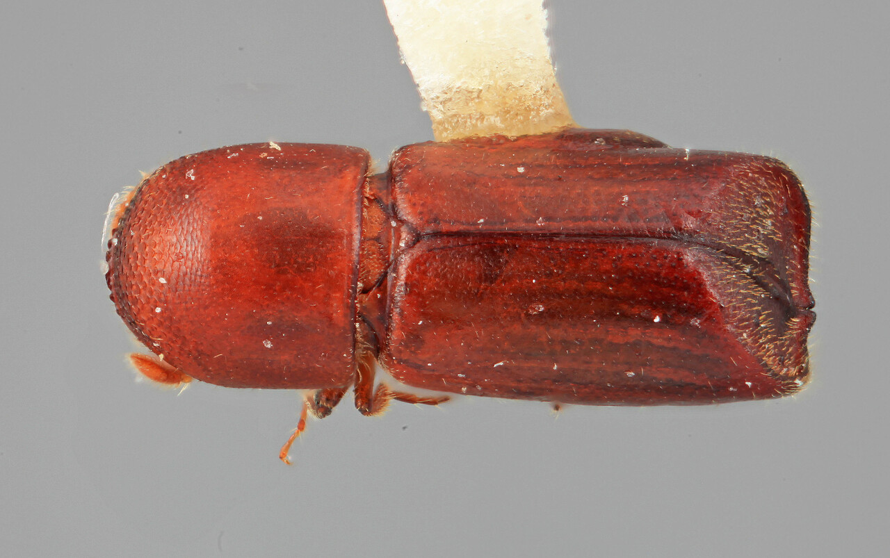 Genus / Species: Metacorthylus subcostulatus | Image Author: SM Smith | Location: Venezuela, Aragua, Colonia Tovar | Image Type: holotype | Collection: Entomology