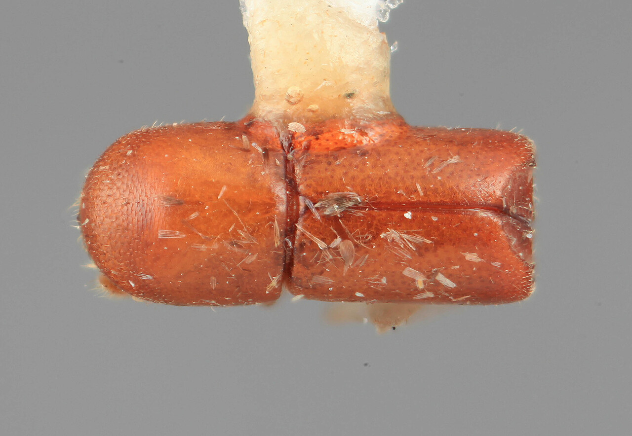 Genus / Species: Metacorthylus mutilus | Image Author: SM Smith | Location: Panamá, Colón, Ft. Sherman | Image Type: holotype | Collection: Entomology