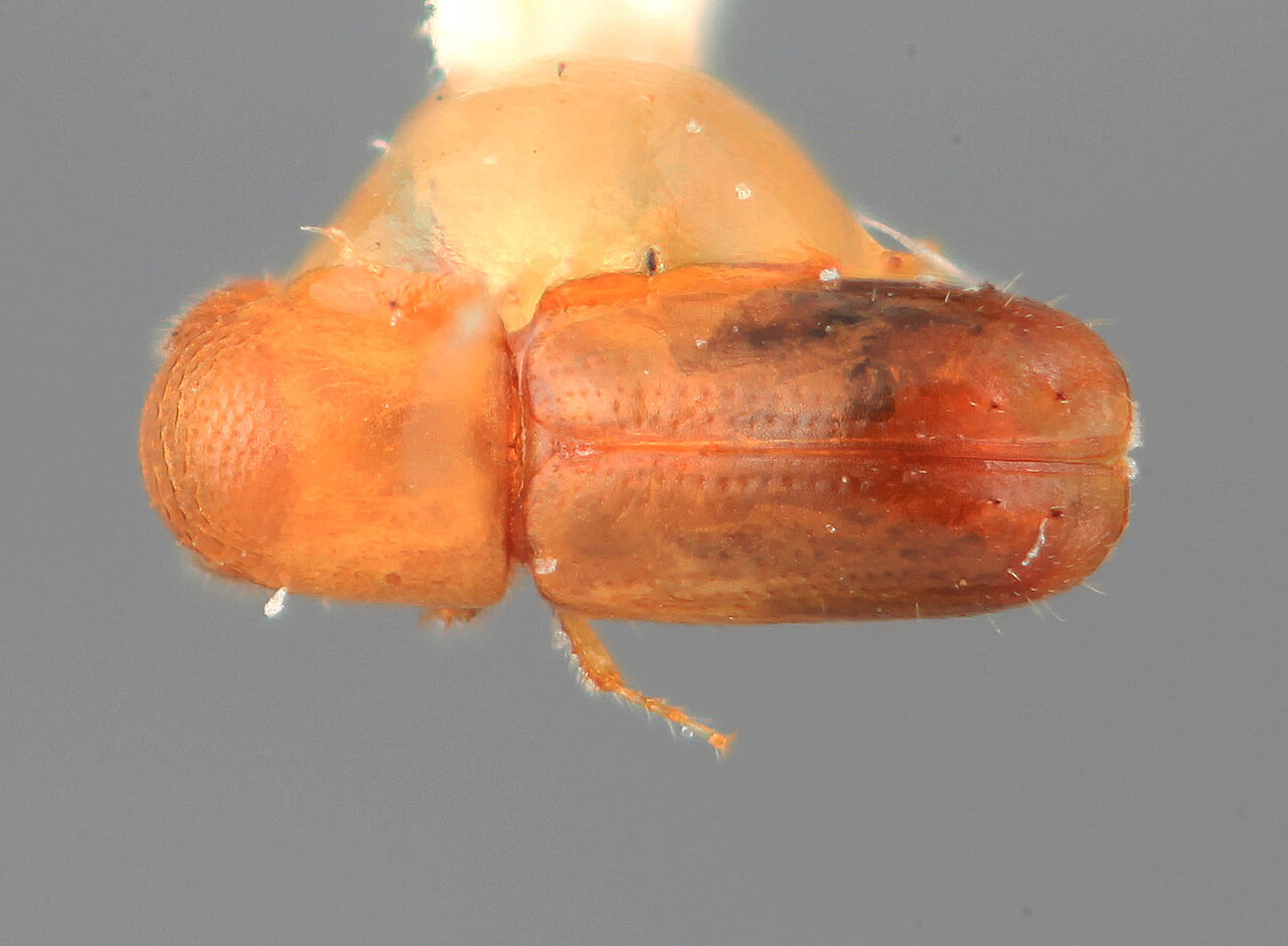 Genus / Species: Microcorthylus demissus | Image Author: SM Smith | Location: México, Puebla, Teziutlan, 9 km NE | Image Type: holotype | Collection: Entomology