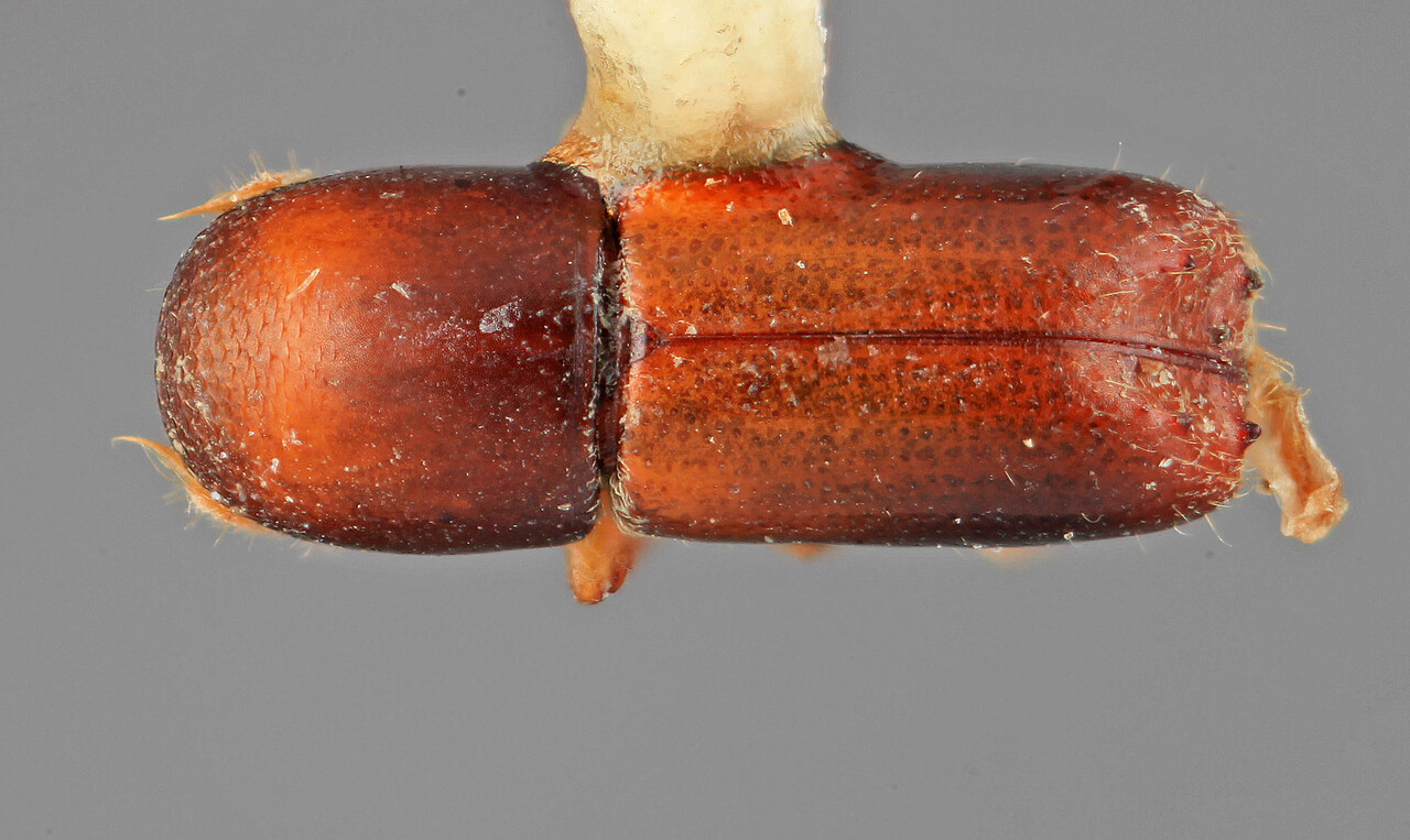 Genus / Species: Monarthrum fastigiorum | Image Author: SM Smith | Location: Costa Rica, Cartago, Tapanti | Image Type: holotype | Collection: Entomology