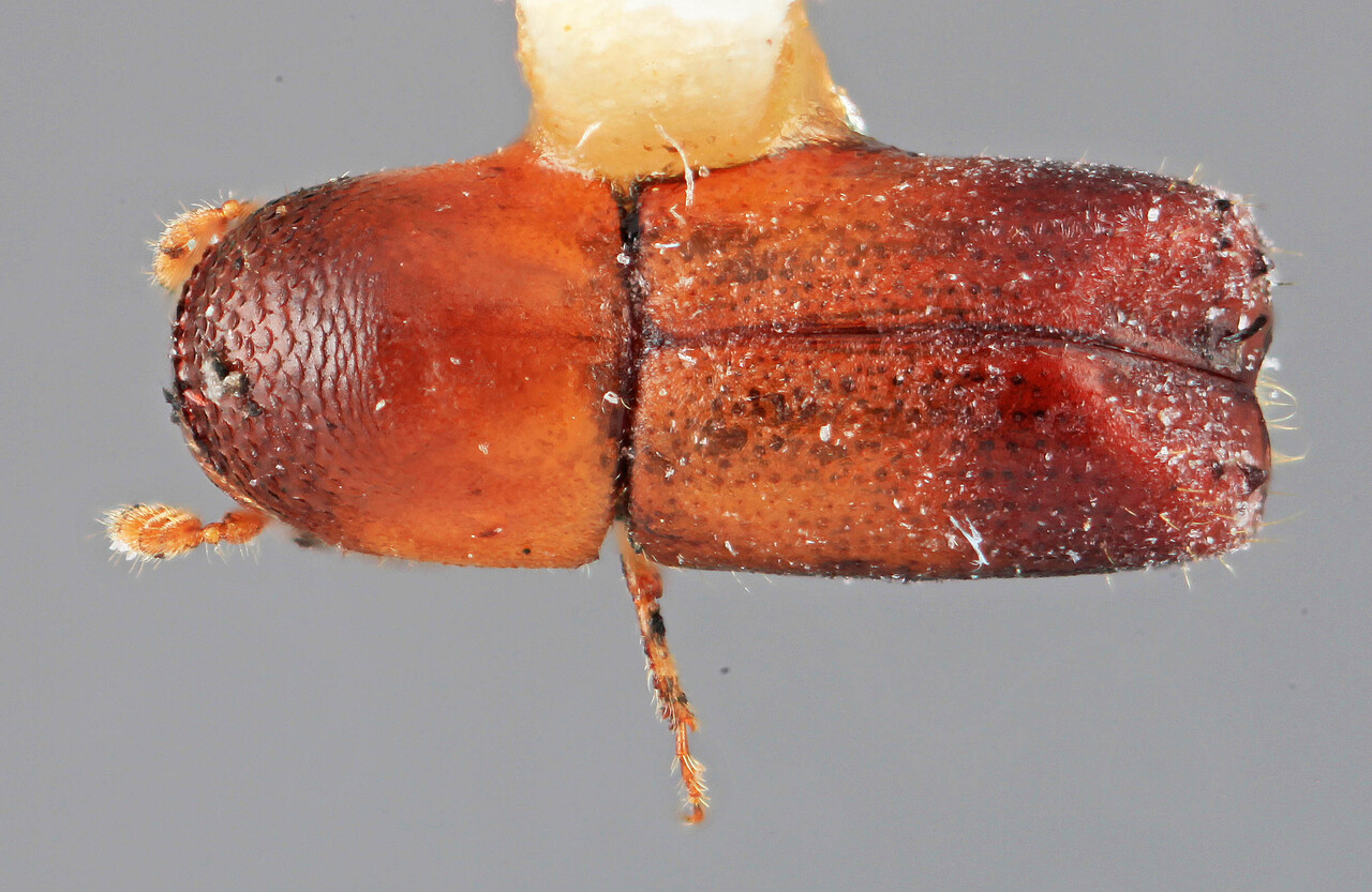 Genus / Species: Monarthrum hondurensis | Image Author: SM Smith | Location: Honduras, Francisco Morazán, Cerro Peña Blanca | Image Type: holotype | Collection: Entomology
