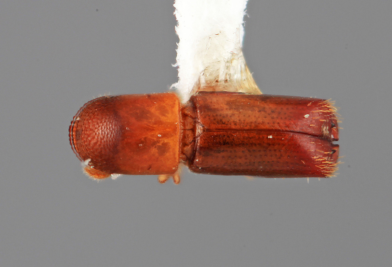 Genus / Species: Monarthrum bituberculatum | Image Author: SM Smith | Location: Venezuela, Miranda, El Laurel Experimental Farm, 12 km SW Caracas | Image Type: holotype | Collection: Entomology