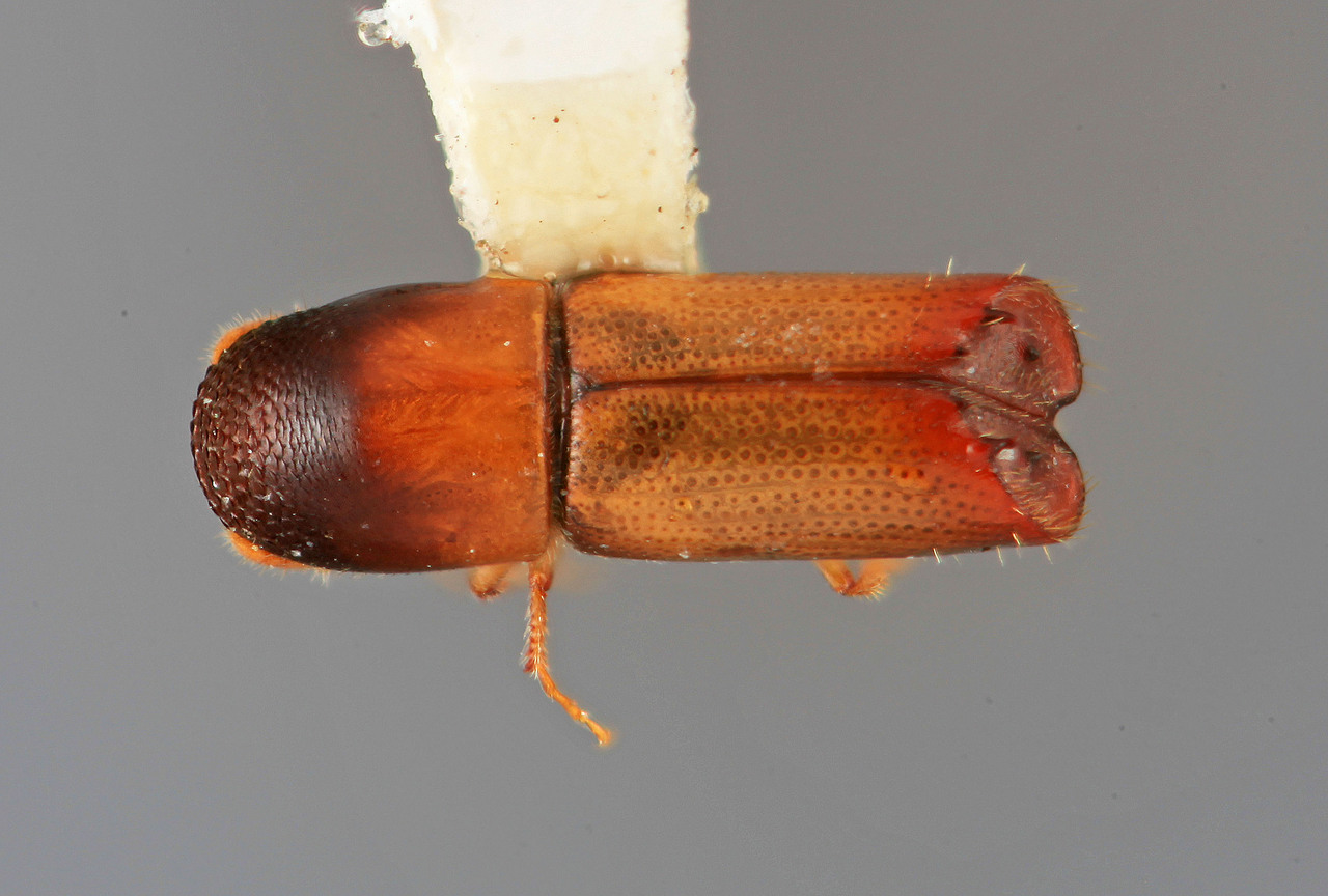 Genus / Species: Monarthrum cordicticum | Image Author: SM Smith | Location: México, Hidalgo, Tulancingo, 30 km E | Image Type: holotype | Collection: Entomology