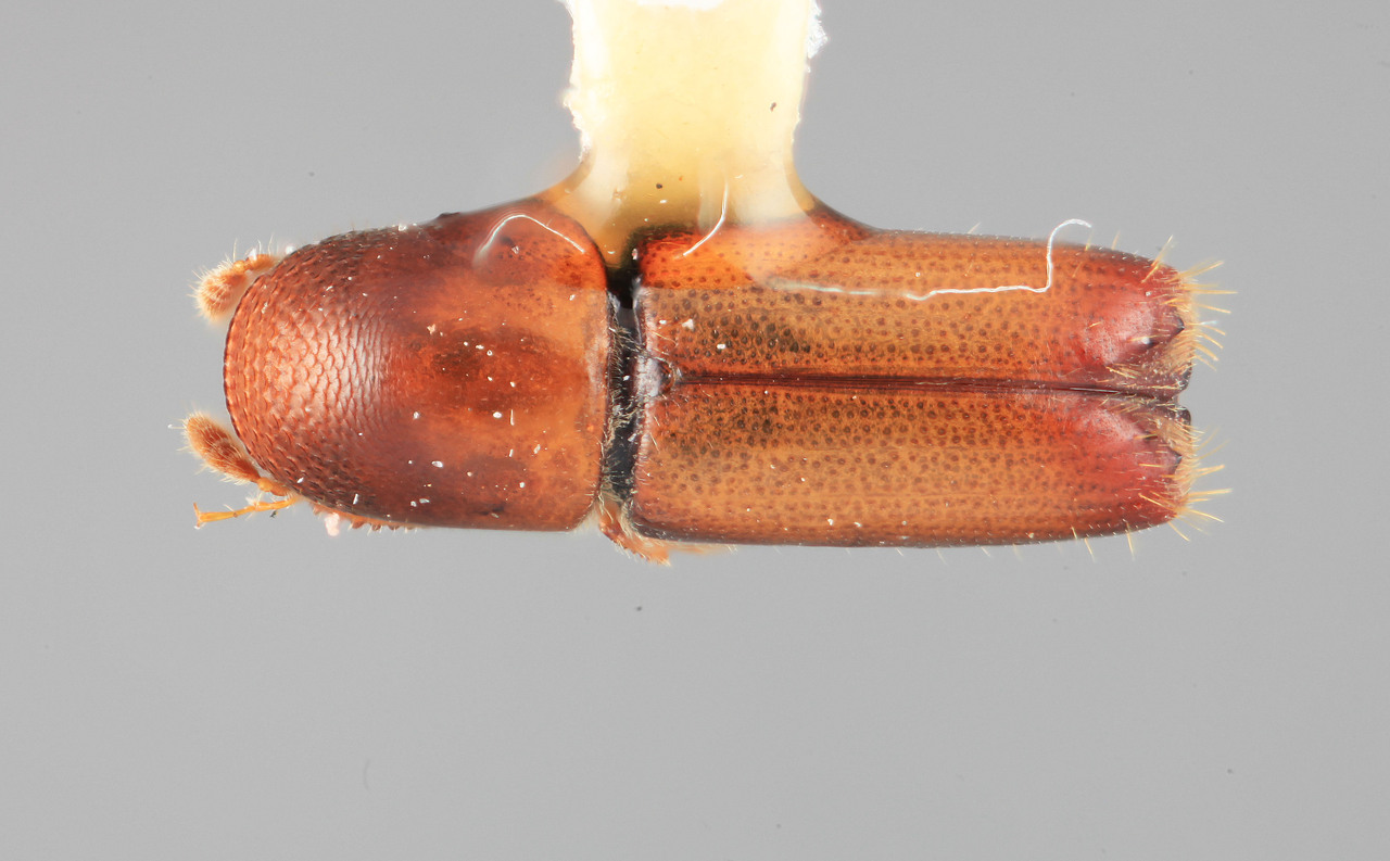 Genus / Species: Monarthrum pseudoscutellare | Image Author: SM Smith | Location: Costa Rica, San José, Cerro de la Muerte | Image Type: holotype | Collection: Entomology