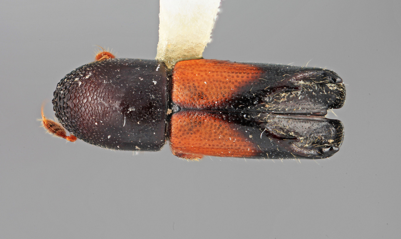 Genus / Species: Tricolus coloreus | Image Author: SM Smith | Location: Venezuela, Mérida, La Carbonera, 50 km NE Merida | Image Type: holotype | Collection: Entomology