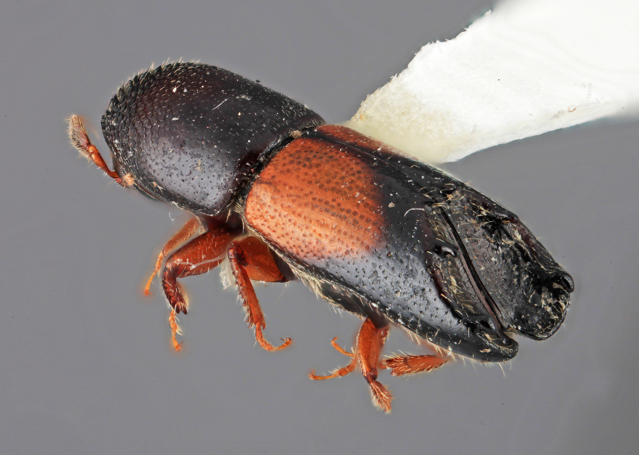 Genus / Species: <i>Tricolus coloreus</i> | Image Author: SM Smith | Location: Venezuela, Mérida, La Carbonera, 50 km NE Merida | Image Type: holotype | Collection: Entomology