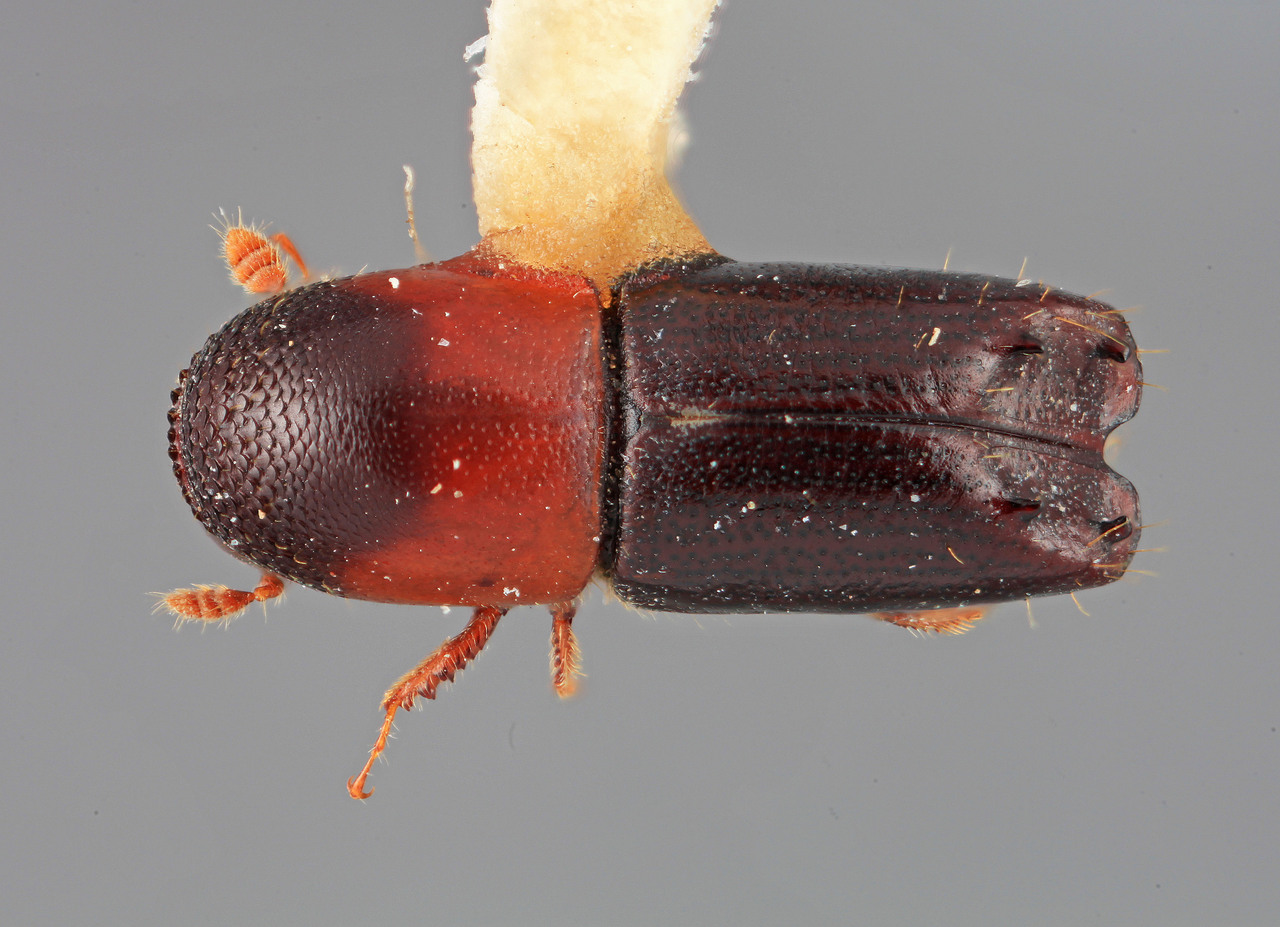 Genus / Species: Monarthrum conversum | Image Author: SM Smith | Location: México, Nayarit, Tepic,  4 mi (6 km) W | Image Type: holotype | Collection: Entomology