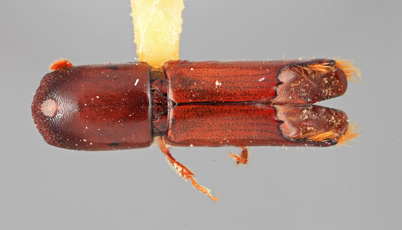 Genus / Species: Monarthrum quercum | Image Author: SM Smith | Location: México, Durango, El Salto, 3 mi (5 km) W | Image Type: holotype | Collection: Entomology