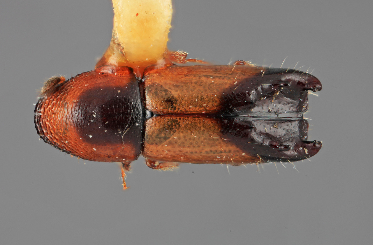 Genus / Species: Tricolus bicolor | Image Author: SM Smith | Location: Costa Rica, Heredia, Volcan Poas | Image Type: holotype | Collection: Entomology