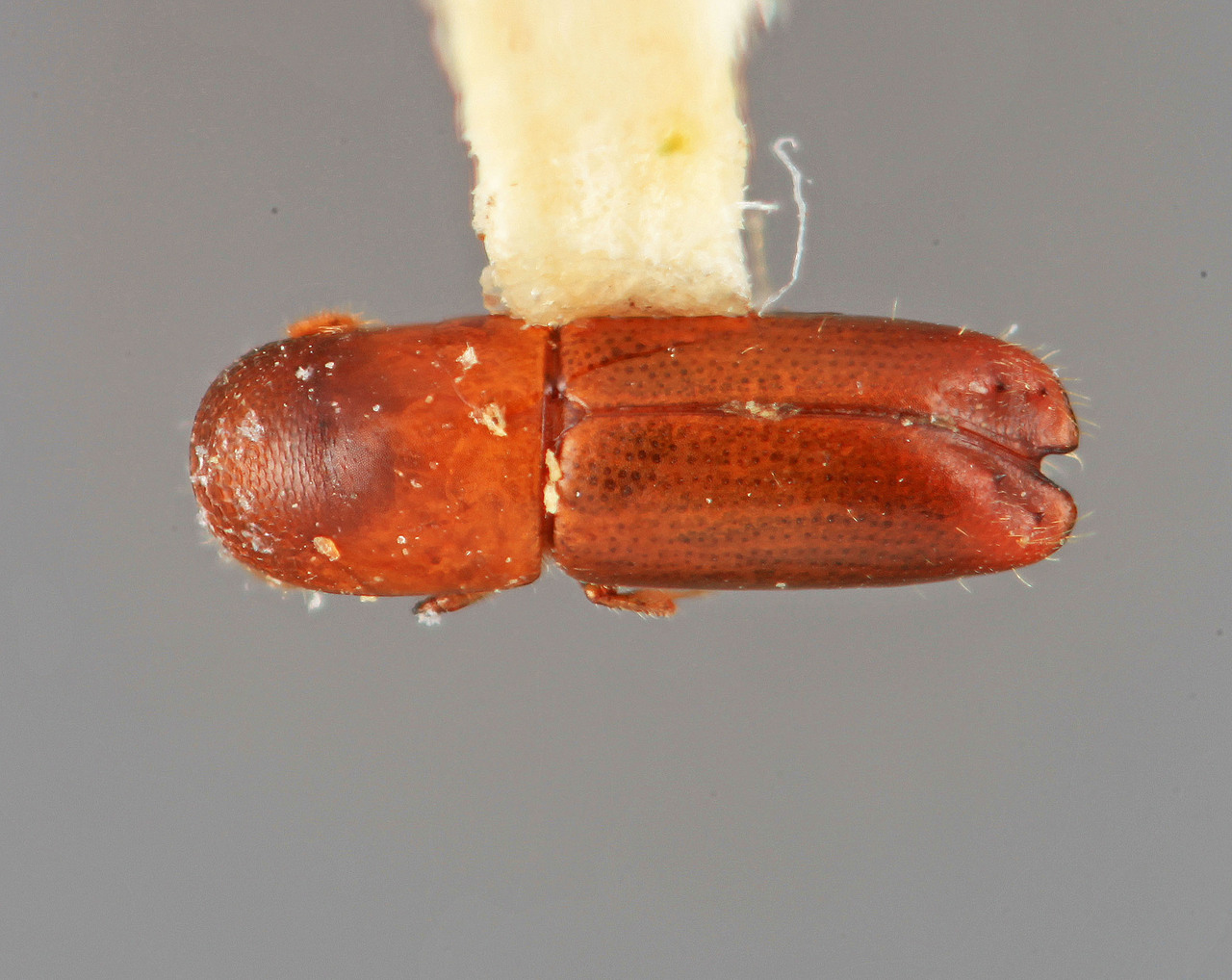 Genus / Species: Monarthrum septulosum | Image Author: SM Smith | Location: Colombia, Valle del Cauca, Caicedonia | Image Type: holotype | Collection: Entomology
