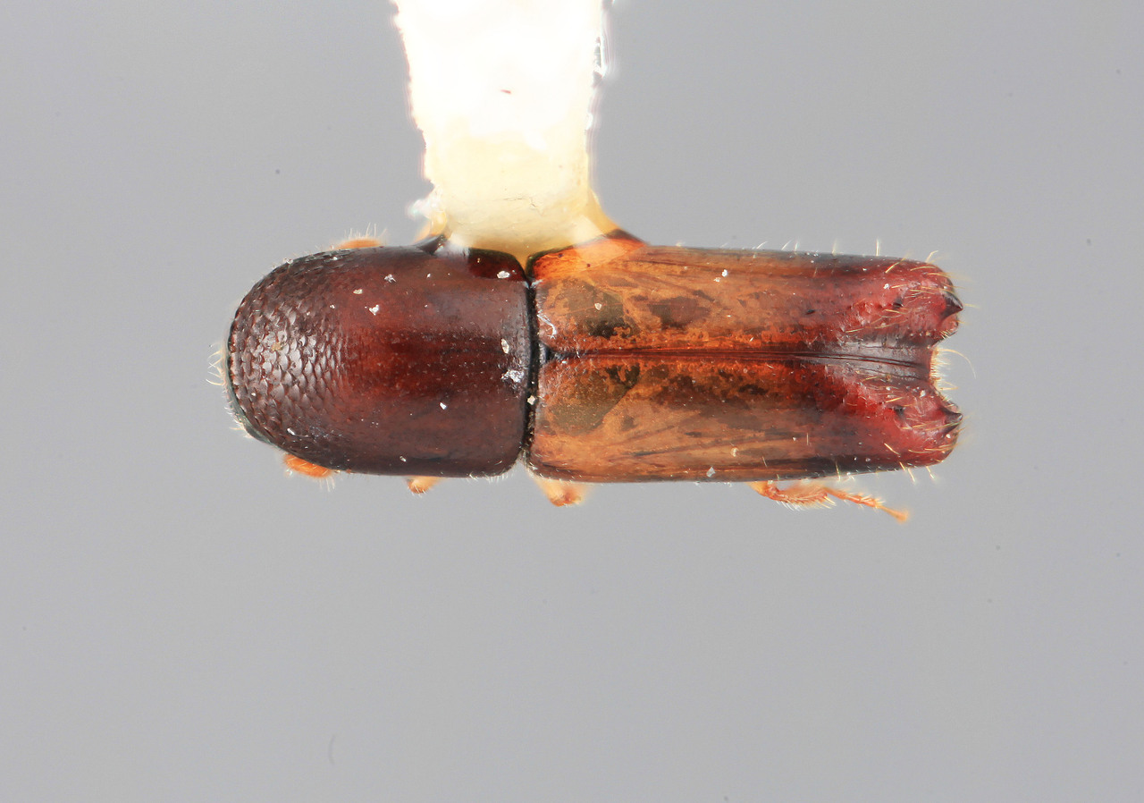 Genus / Species: Monarthrum notatum | Image Author: SM Smith | Location: Costa Rica, Heredia, Volcan Poas | Image Type: holotype | Collection: Entomology