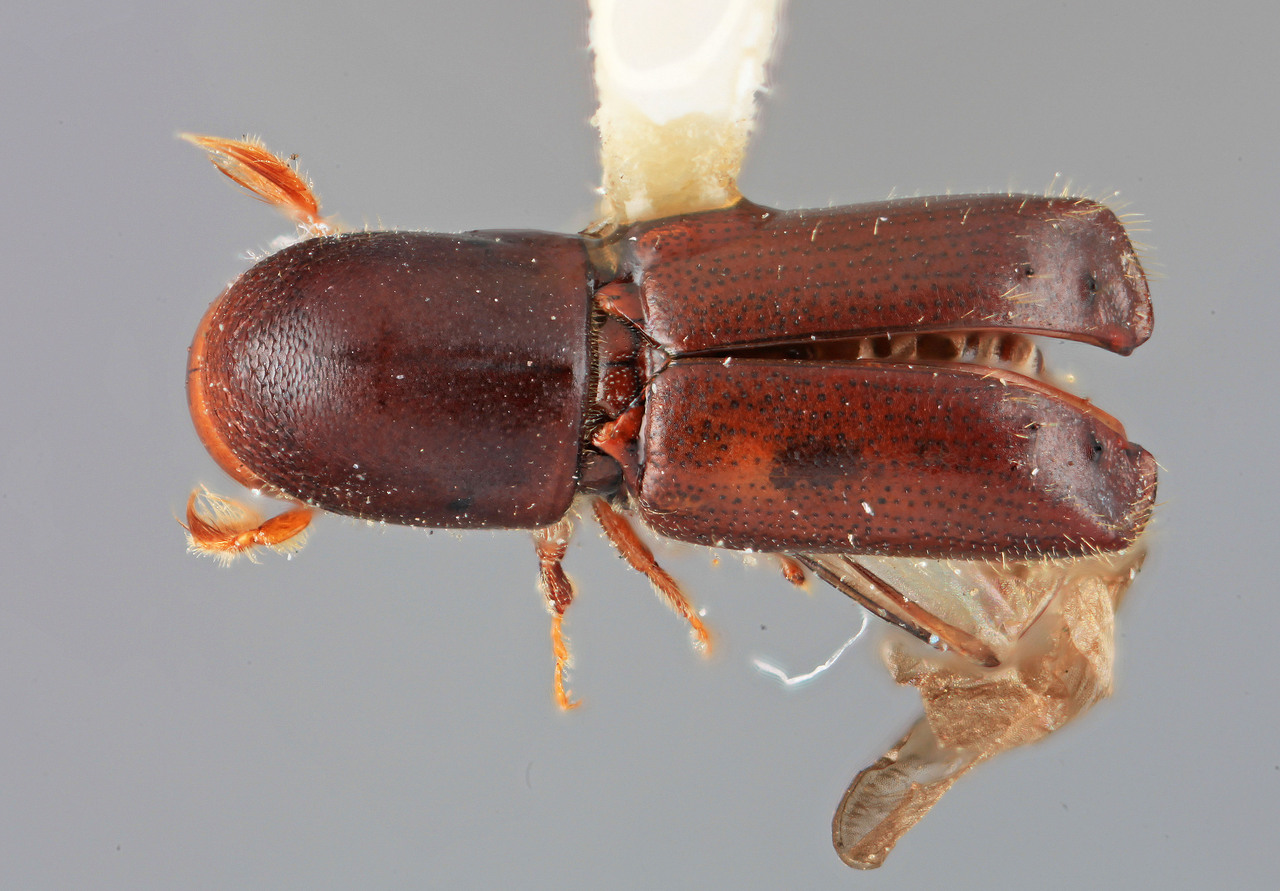 Genus / Species: Monarthrum durangoensis | Image Author: SM Smith | Location: México, Durango, El Salto, 3 mi (5 km) W | Image Type: holotype | Collection: Entomology