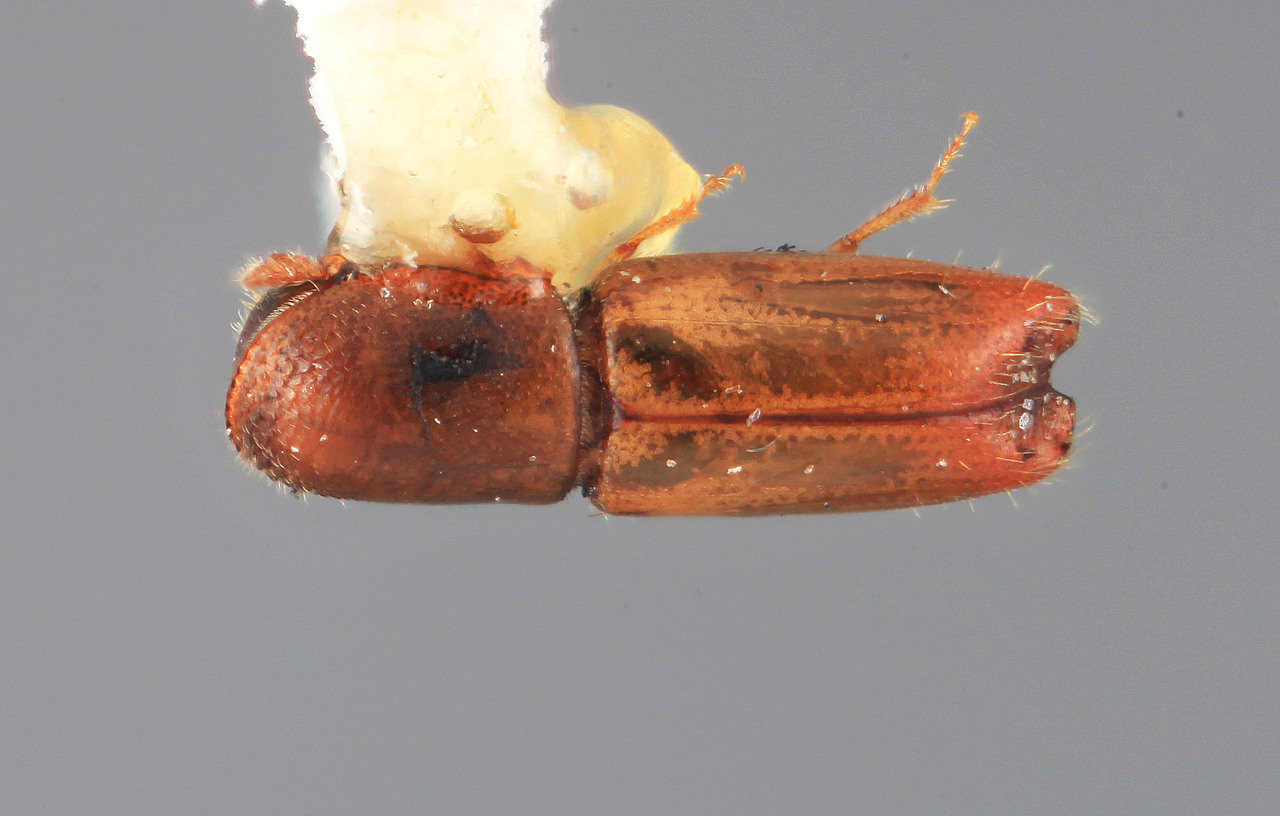 Genus / Species: Monarthrum proprium | Image Author: SM Smith | Location: Panamá, Chiriquí, Volcan Chiriquí | Image Type: holotype | Collection: Entomology