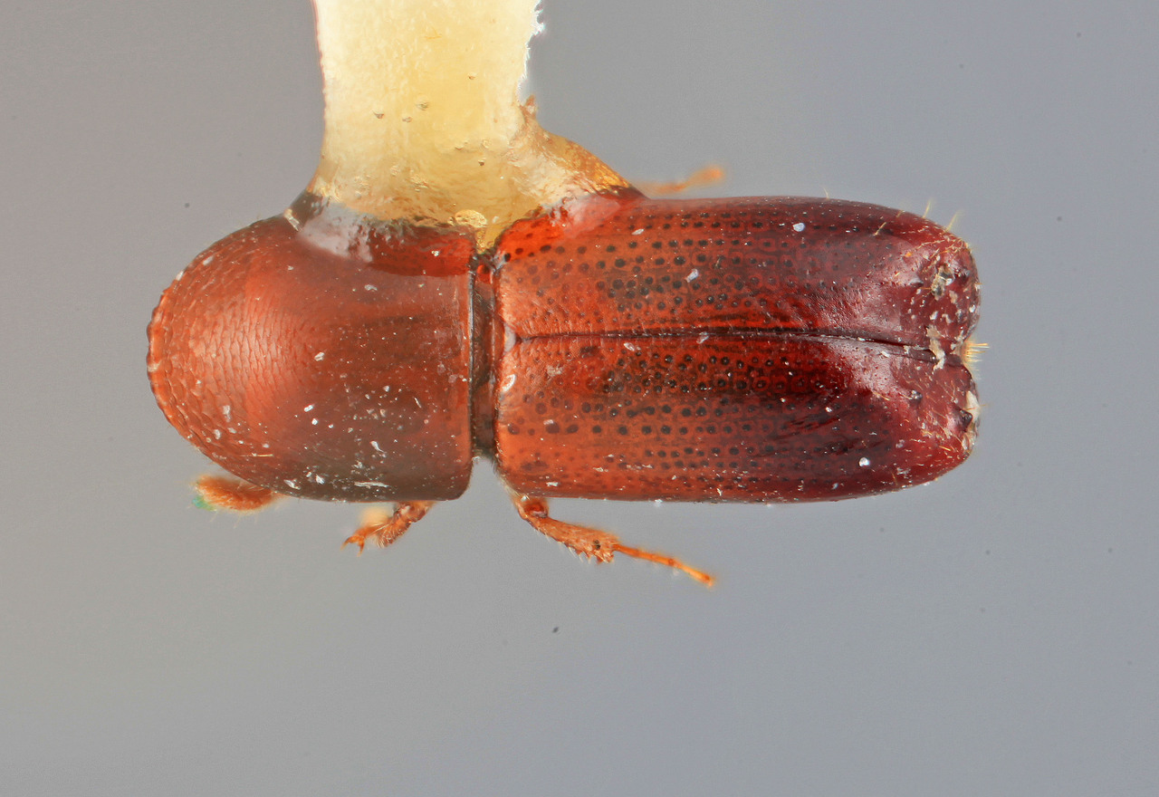 Genus / Species: Monarthrum carinulum | Image Author: SM Smith | Location: Costa Rica, Cartago, Tapanti | Image Type: holotype | Collection: Entomology