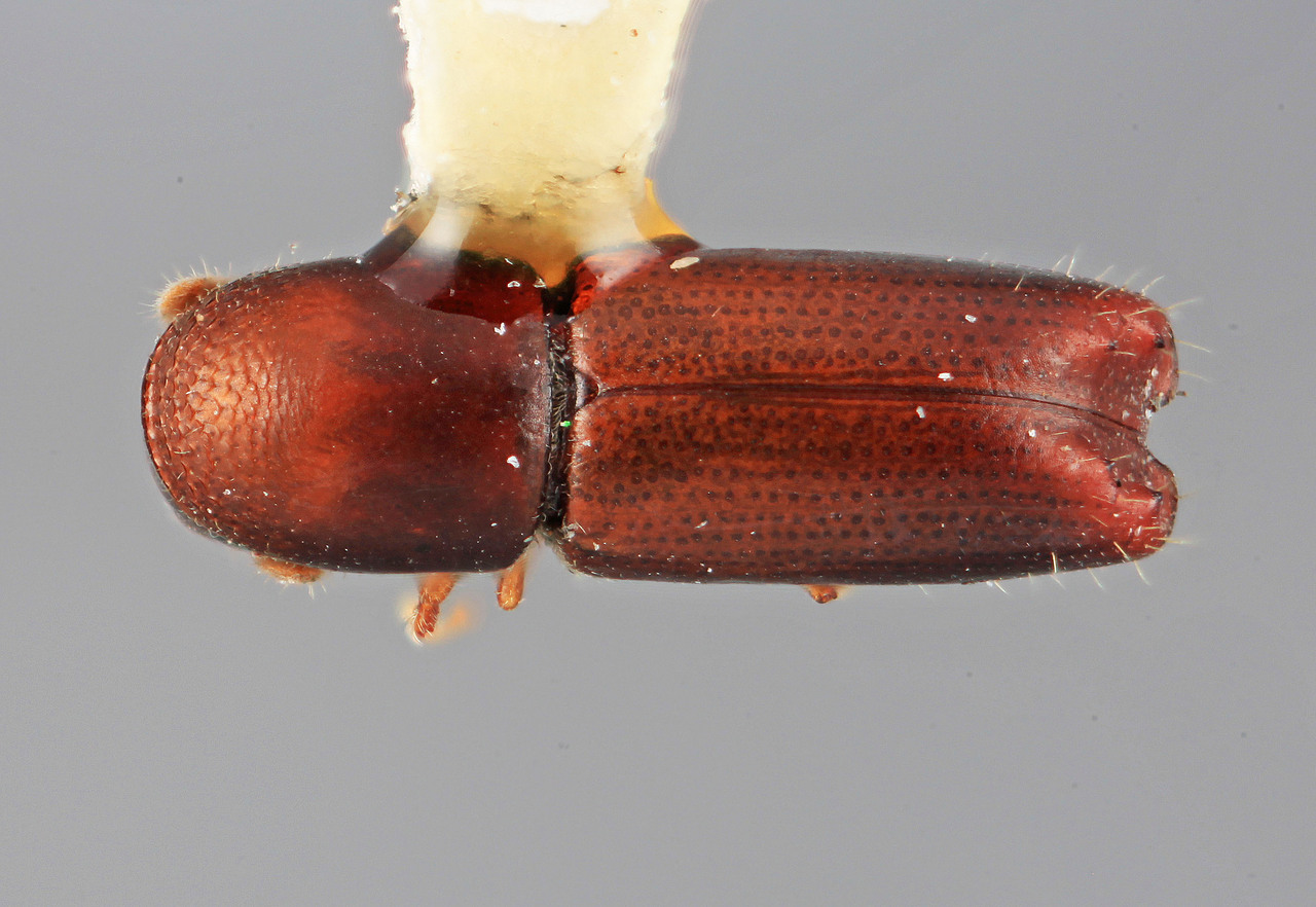 Genus / Species: Monarthrum carinatum | Image Author: SM Smith | Location: Costa Rica, San José, Cerro de la Muerte | Image Type: holotype | Collection: Entomology