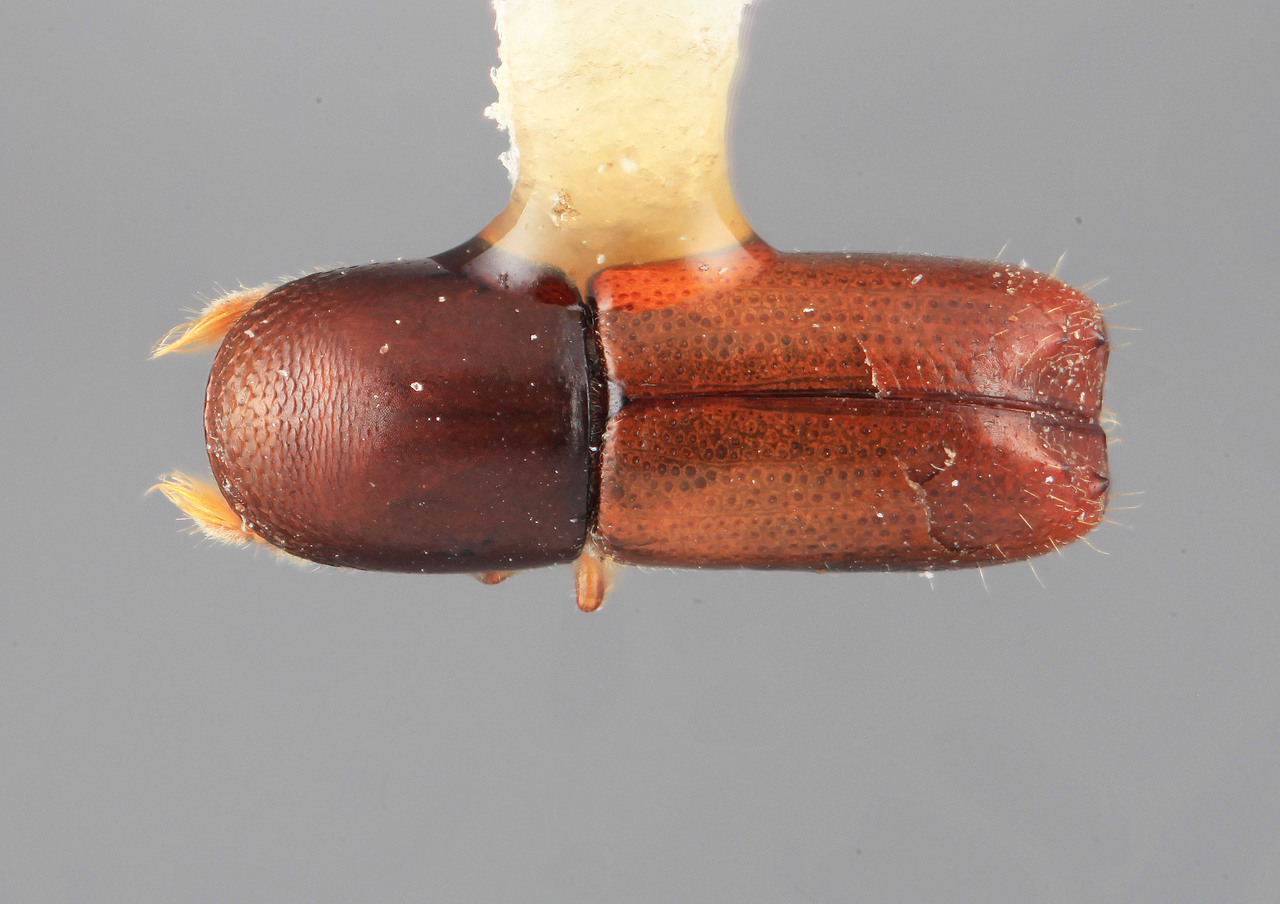 Genus / Species: Monarthrum insignatum | Image Author: SM Smith | Location: Costa Rica, Heredia, Volcan Poas | Image Type: holotype | Collection: Entomology