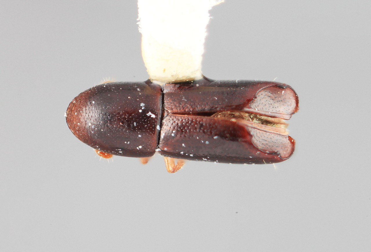 Genus / Species: Amphicranus spectabilis | Image Author: SM Smith | Location: Costa Rica, Limón, Finca La Lola | Image Type: holotype | Collection: Entomology