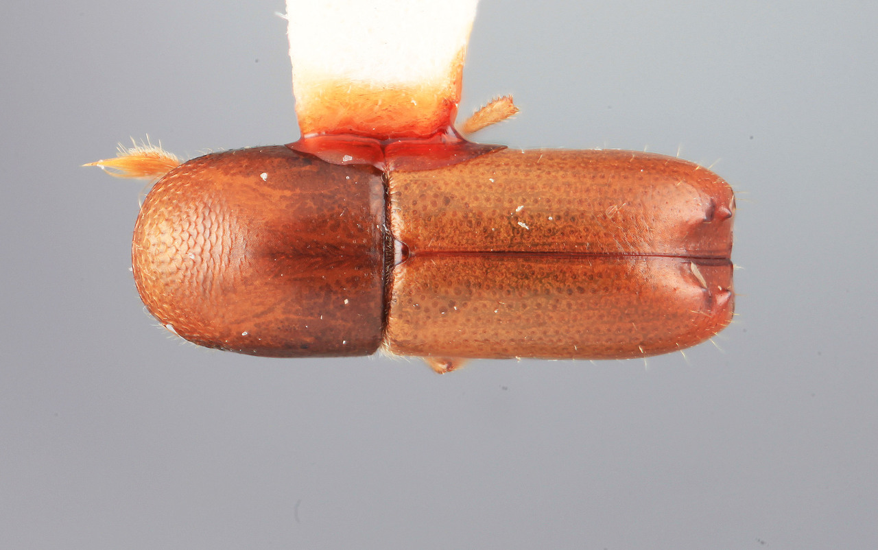 Genus / Species: Monarthrum dentifrons | Image Author: SM Smith | Location: Panamá, Chiriquí, Guadeloupe Arriba | Image Type: holotype | Collection: Entomology