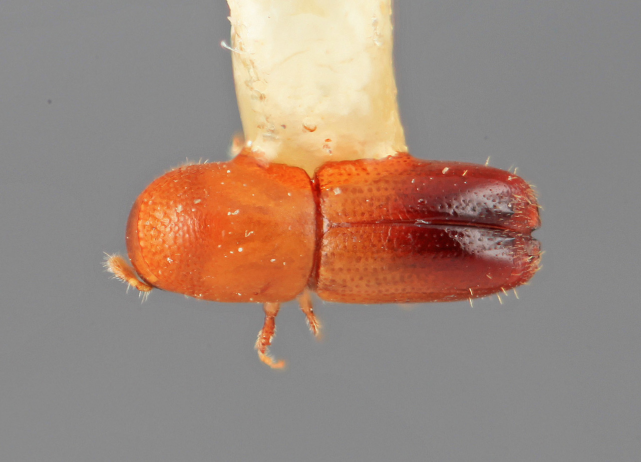Genus / Species: Monarthrum morsum | Image Author: SM Smith | Location: Costa Rica, Limón, Pandora | Image Type: holotype | Collection: Entomology