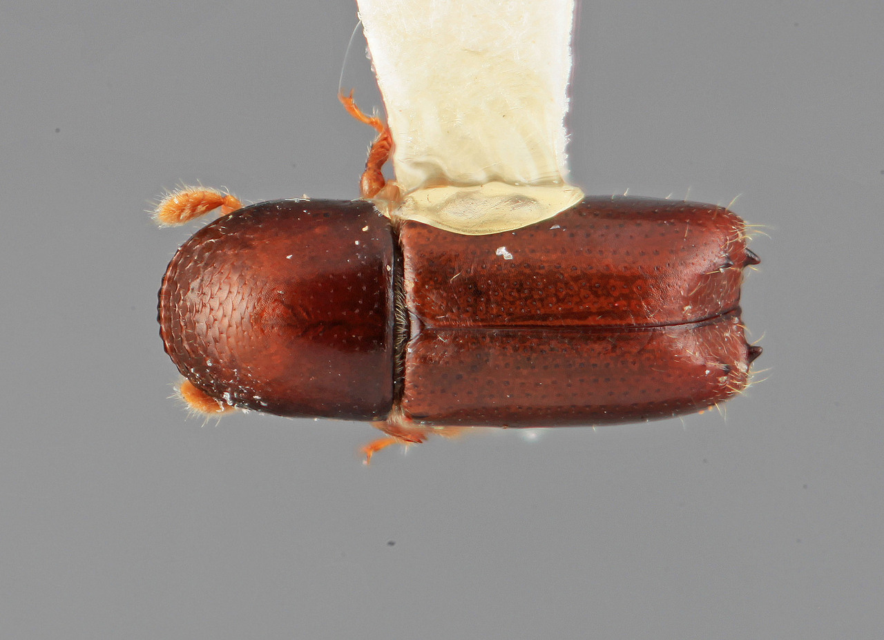 Genus / Species: Monarthrum canalis | Image Author: SM Smith | Location: Costa Rica, San José, Zurqui de Moravia | Image Type: holotype | Collection: Entomology