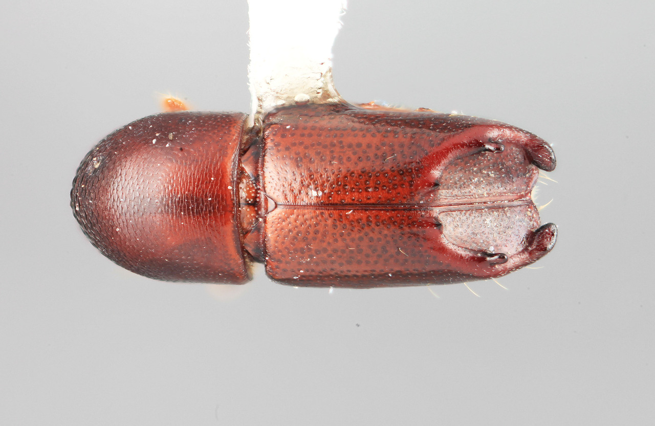 Genus / Species: Tricolus parvus | Image Author: SM Smith | Location: Venezuela, Aragua, Rancho Grande | Image Type: holotype | Collection: Entomology