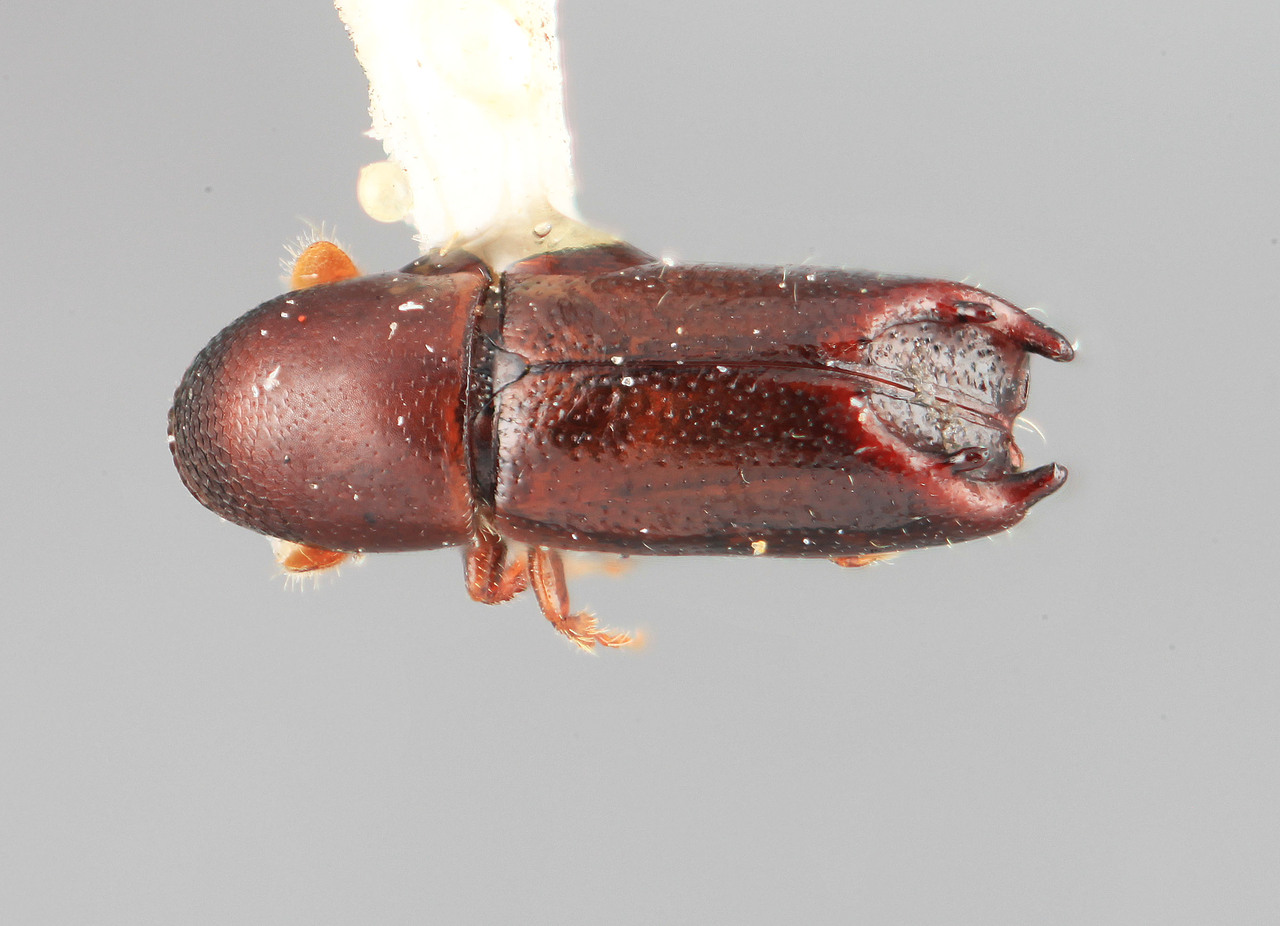 Genus / Species: Tricolus aciculatus | Image Author: SM Smith | Location: México, Puebla, Teziutlan, 10 km NE | Image Type: holotype | Collection: Entomology