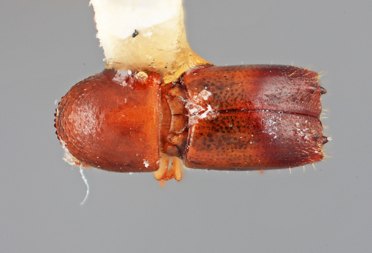 Genus / Species: Monarthrum limulum | Image Author: SM Smith | Location: Costa Rica, Cartago, Tapanti | Image Type: holotype | Collection: Entomology