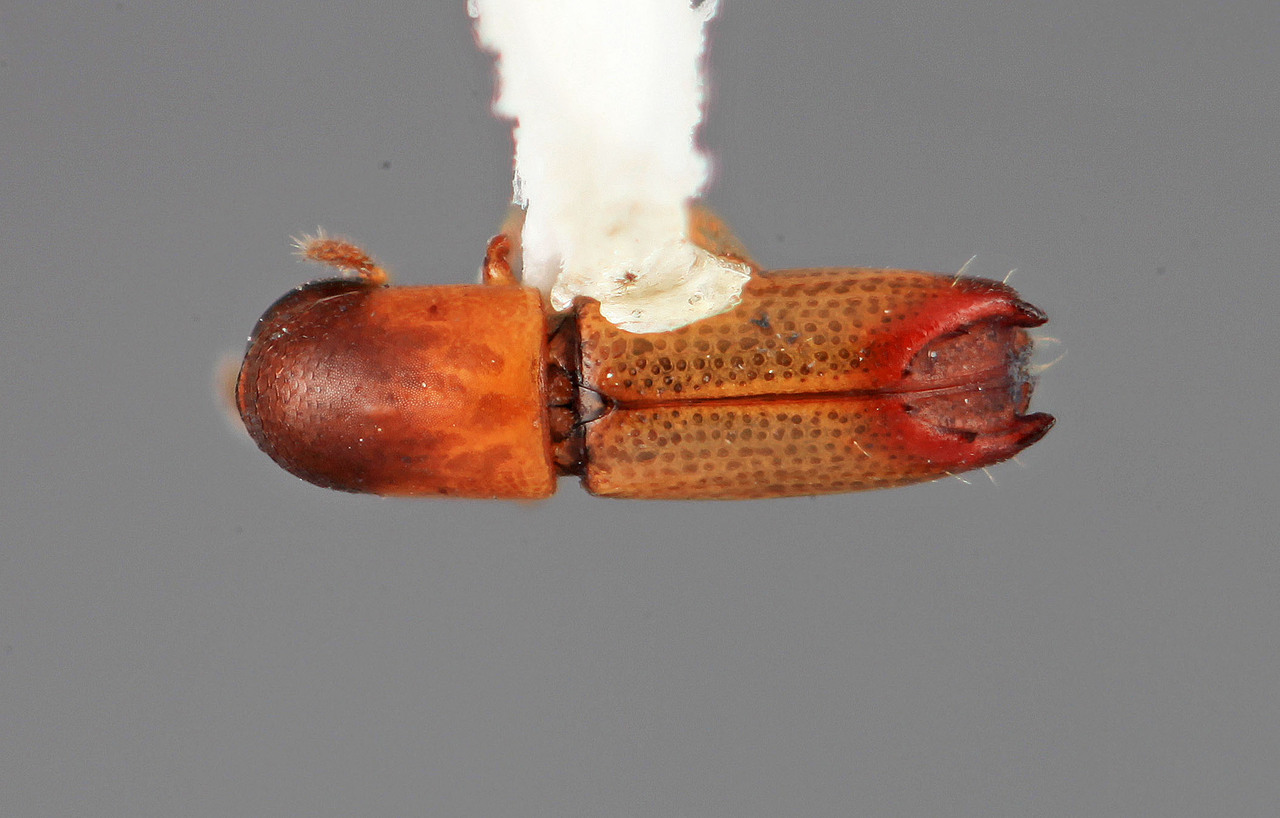 Genus / Species: Tricolus angustatus | Image Author: SM Smith | Location: Venezuela, Bolivar, El Palmar, 30 km E | Image Type: holotype | Collection: Entomology