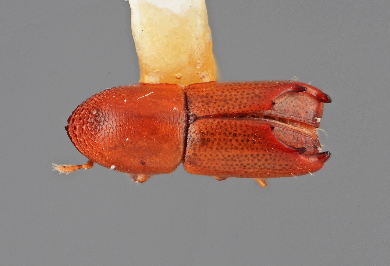 Genus / Species: Tricolus saundersi | Image Author: SM Smith | Location: Costa Rica, Puntarenas, Dominical | Image Type: holotype | Collection: Entomology