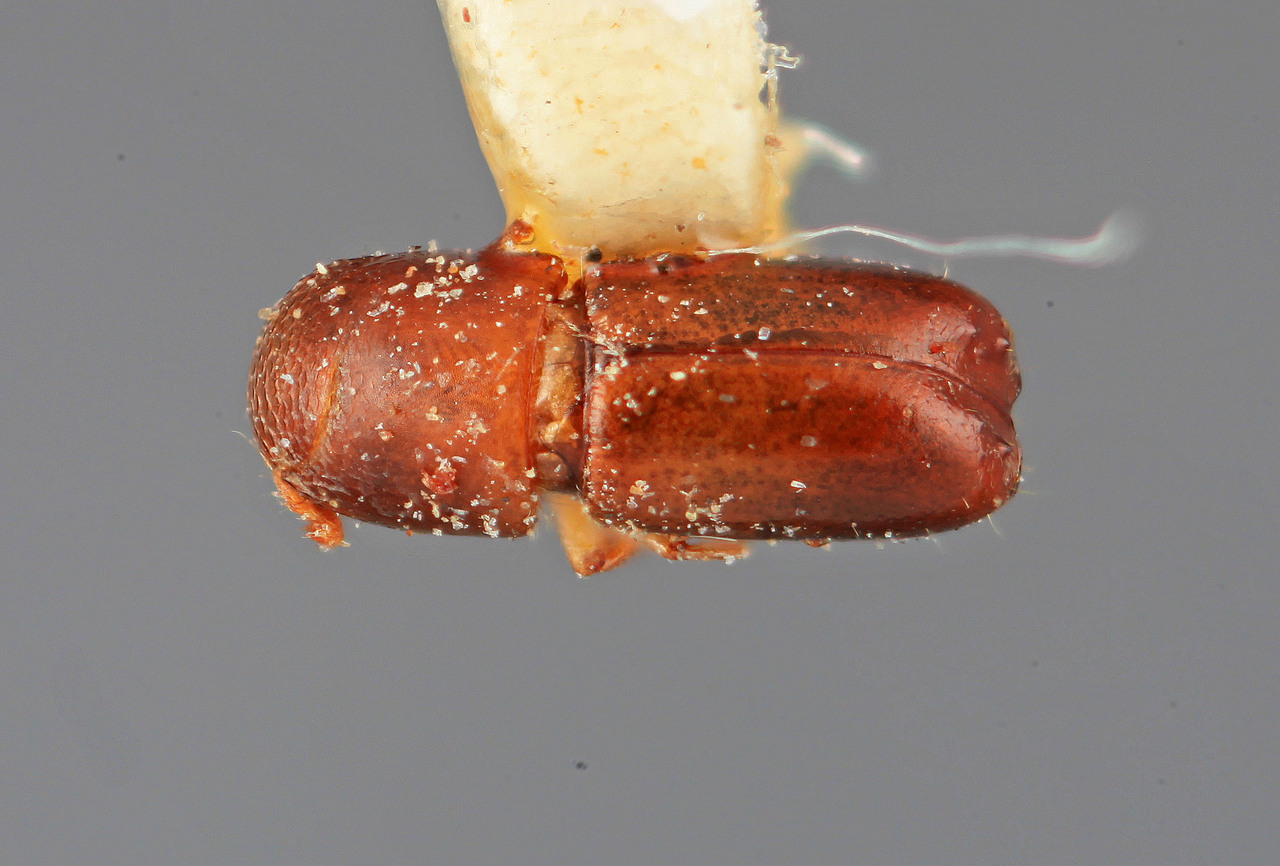 Genus / Species: Monarthrum obscuriceps | Image Author: SM Smith | Location: Costa Rica, Cartago, Tapanti | Image Type: holotype | Collection: Entomology