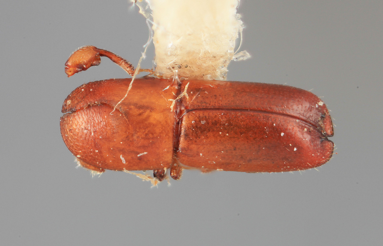 Genus / Species: Monarthrum marginatum | Image Author: SM Smith | Location: Colombia, Cauca, San José Timbio | Image Type: holotype | Collection: Entomology