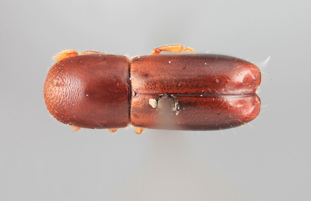 Genus / Species: Monarthrum subcarinatum | Image Author: SM Smith | Location: Panamá, Chiriquí, Guadeloupe Arriba | Image Type: holotype | Collection: Entomology