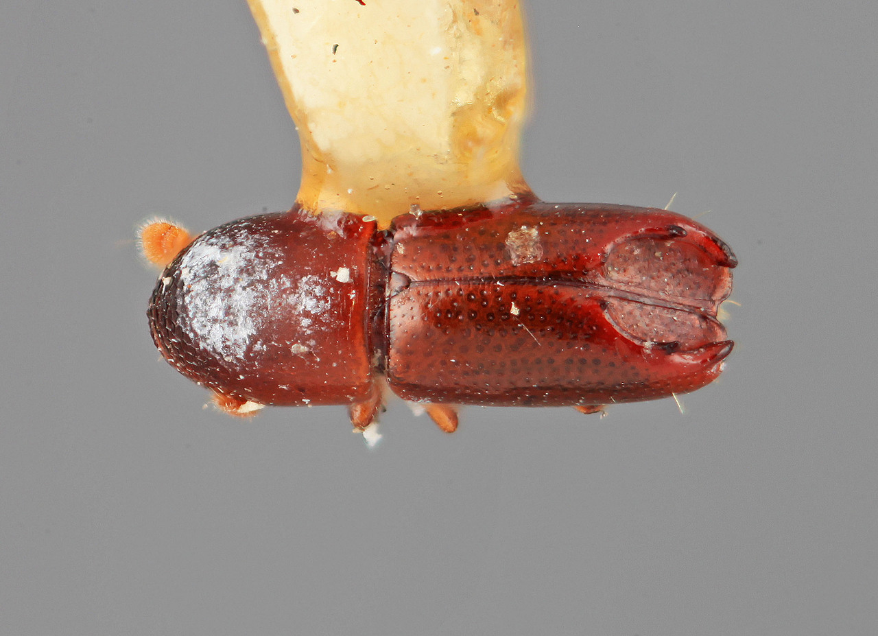 Genus / Species: Tricolus partilis | Image Author: SM Smith | Location: Costa Rica, Puntarenas, Volcan | Image Type: holotype | Collection: Entomology