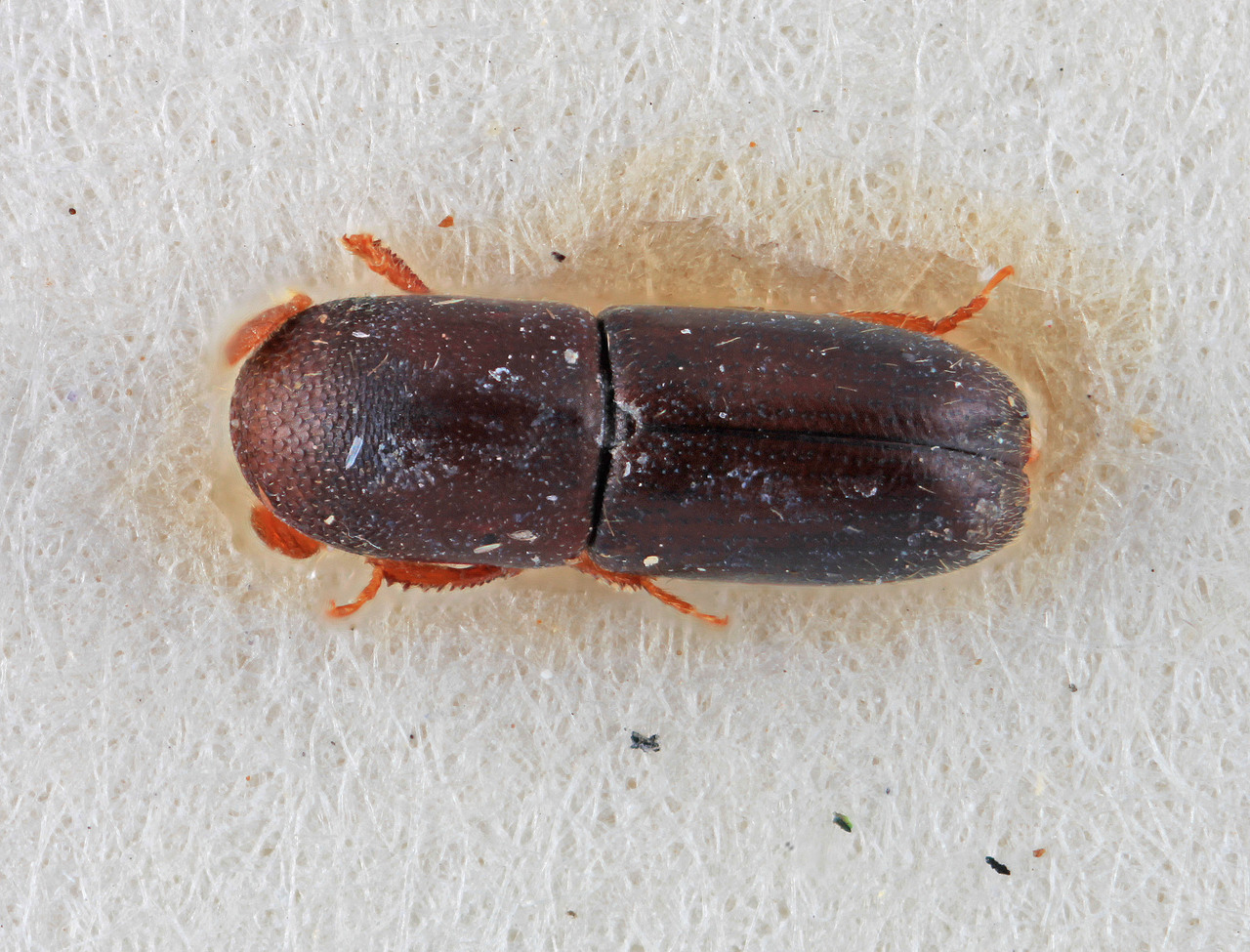 Genus / Species: Monarthrum subimpressum | Image Author: SM Smith | Location: Argentina, Salta, Abra Grande | Image Type: holotype | Collection: Entomology