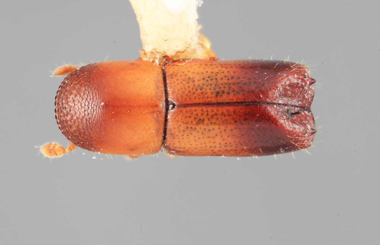 Genus / Species: Monarthrum subgranulatum | Image Author: SM Smith | Location: Honduras, Francisco Morazán, Cerro Peña Blanca | Image Type: holotype | Collection: Entomology