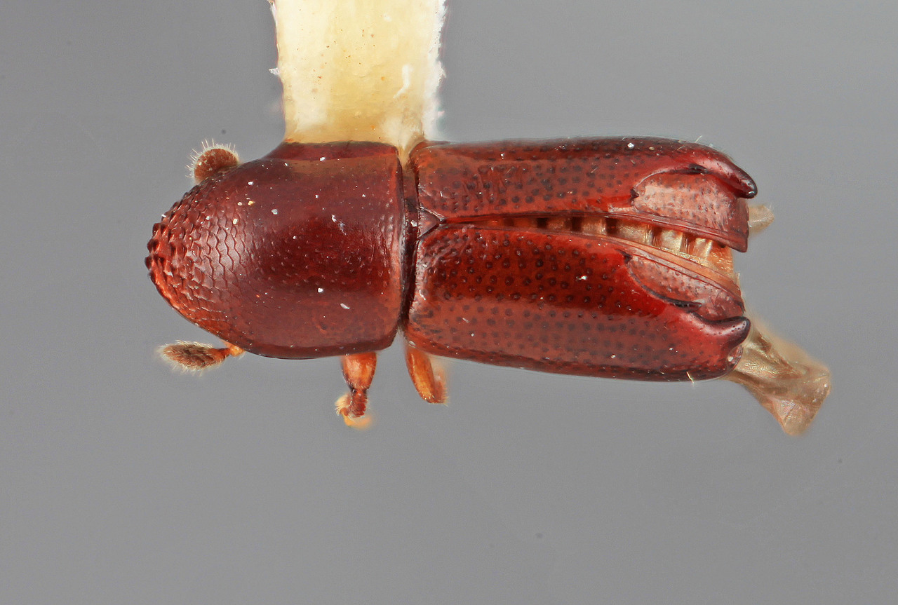 Genus / Species: Tricolus capitalis | Image Author: SM Smith | Location: Panamá, Chiriquí, El Hato del Volcán, 8 mi (13 km) S | Image Type: holotype | Collection: Entomology