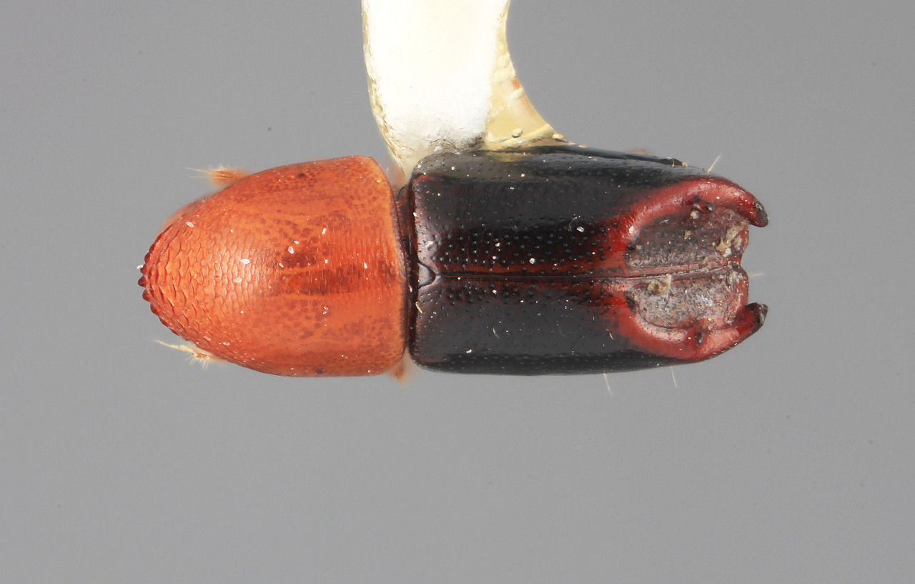 Genus / Species: Tricolus rufodorsalis | Image Author: SM Smith | Location: Venezuela, Aragua, Rancho Grande | Image Type: holotype | Collection: Entomology