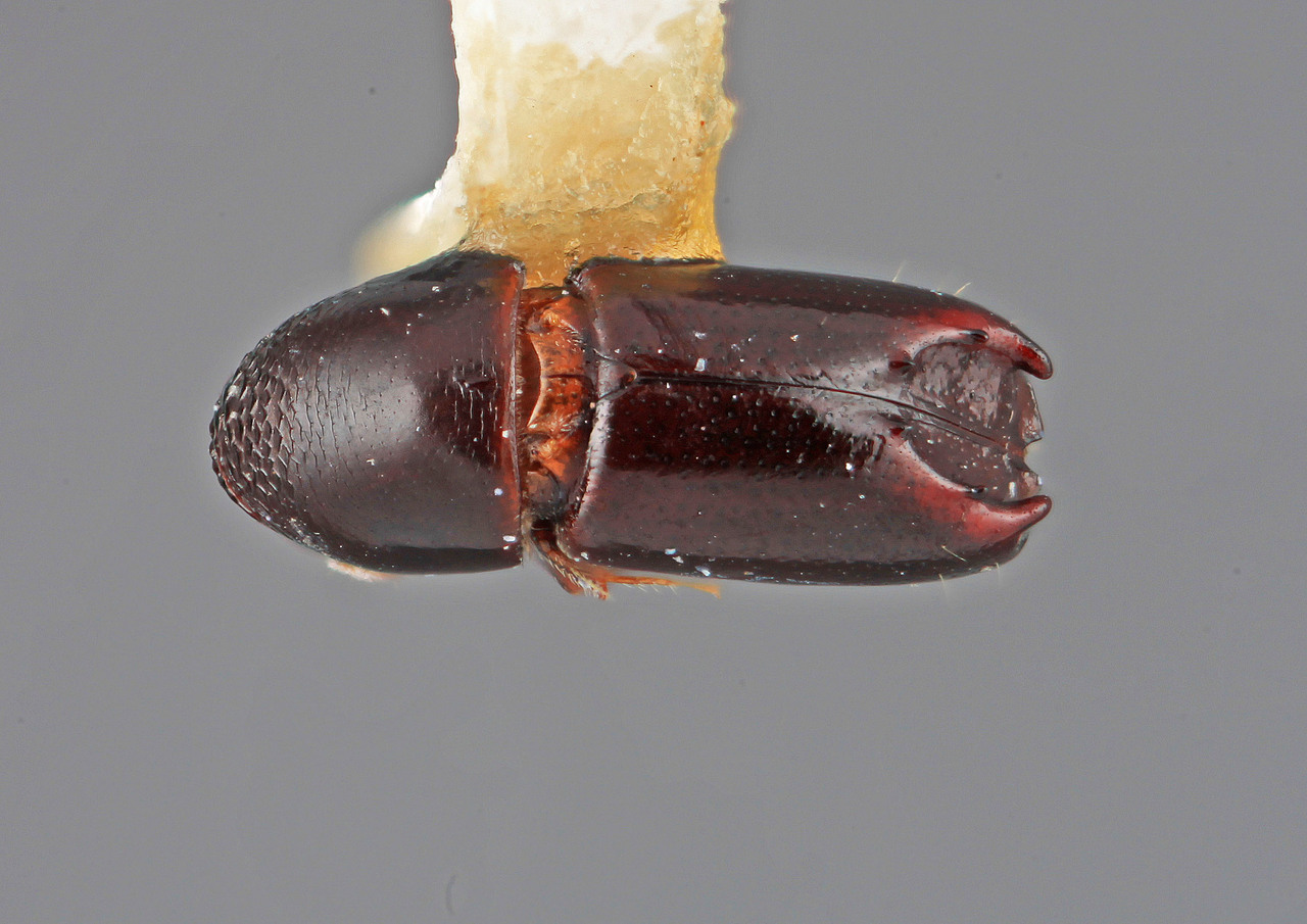 Genus / Species: Tricolus scitulus | Image Author: SM Smith | Location: Costa Rica, Cartago, Tapanti | Image Type: holotype | Collection: Entomology