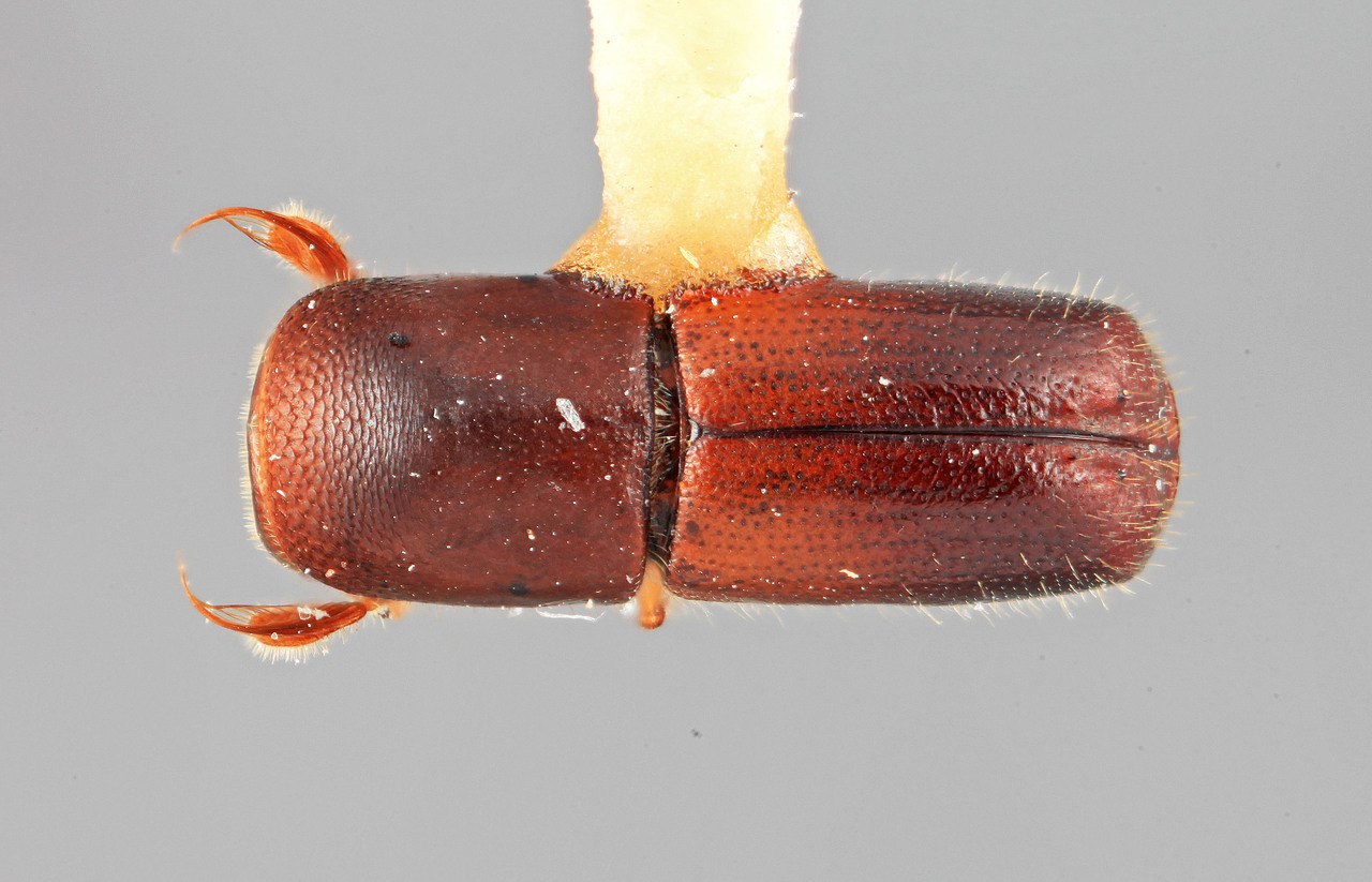 Genus / Species: Monarthrum bicavum | Image Author: SM Smith | Location: México, Nayarit, Laguna Sta. Maria | Image Type: holotype | Collection: Entomology