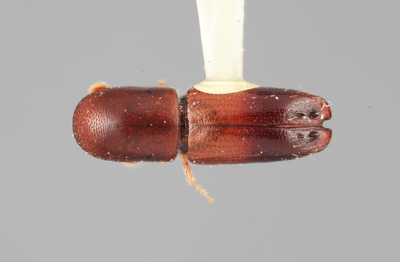 Genus / Species: Monarthrum tetradontium | Image Author: SM Smith | Location: México, Jalisco, Volcán de Colima ? (Mt. Colima) | Image Type: holotype | Collection: Entomology