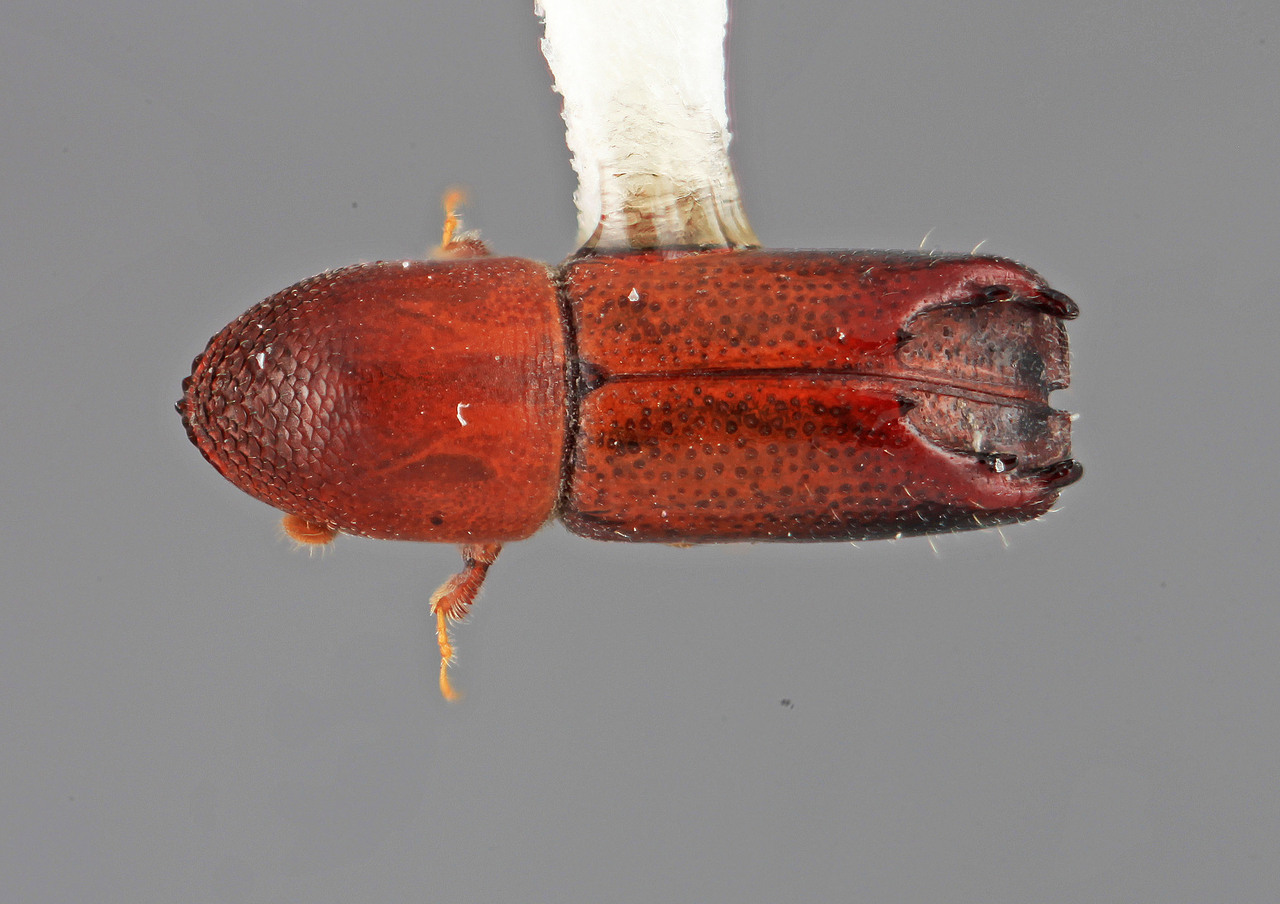 Genus / Species: Tricolus abacis | Image Author: SM Smith | Location: Colombia, Antioquía, Piedras Blancas, 10 km E Medellin | Image Type: holotype | Collection: Entomology