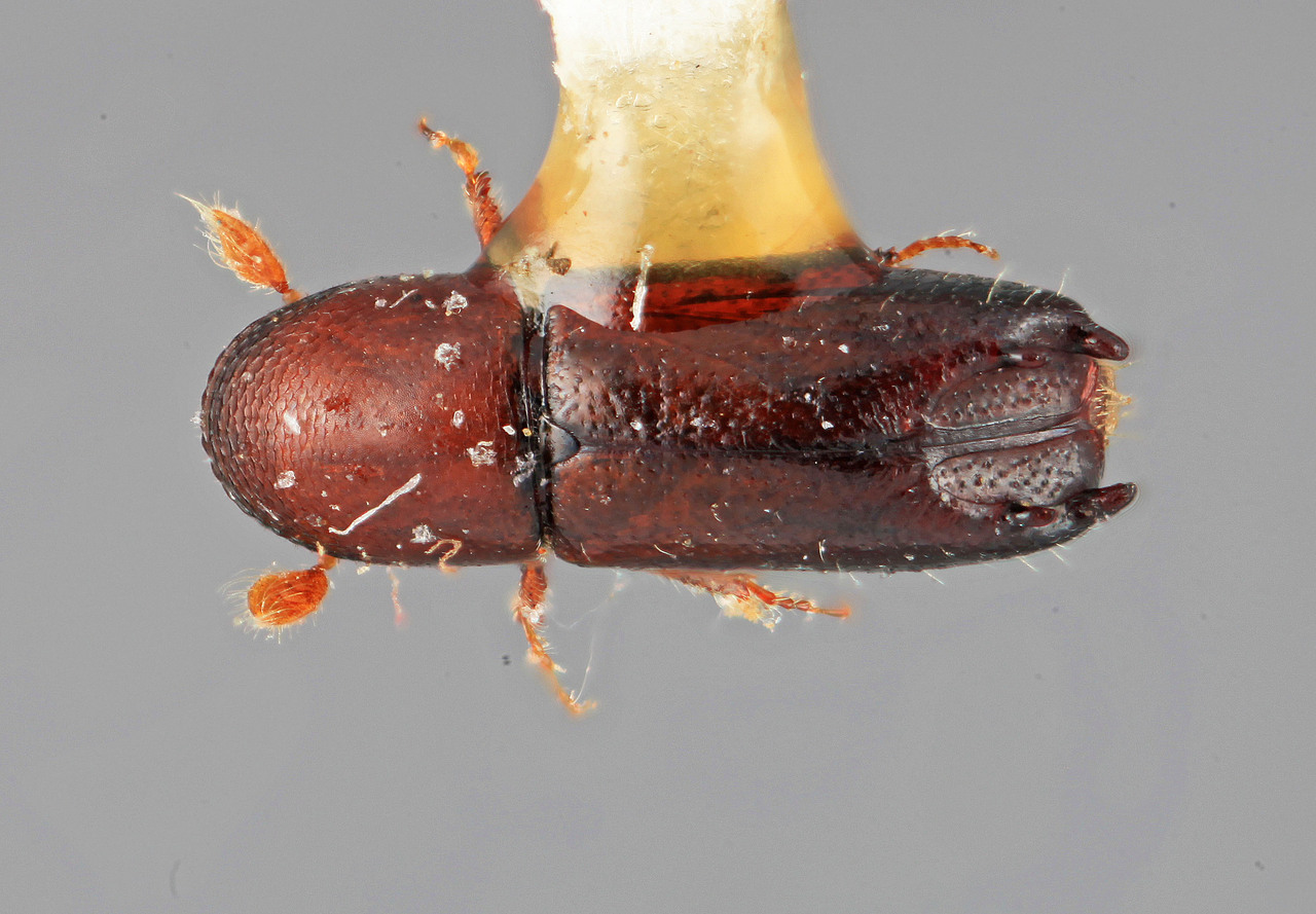 Genus / Species: Tricolus frontalis | Image Author: SM Smith | Location: México, Puebla, Teziutlan, 8 km NE | Image Type: holotype | Collection: Entomology