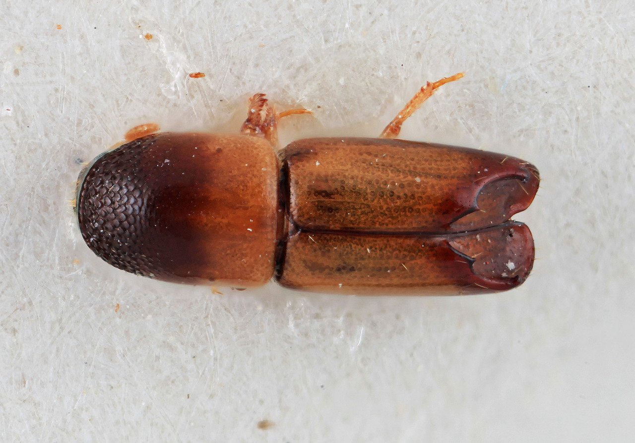 Genus / Species: Monarthrum pseudoparvum | Image Author: SM Smith | Location: Colombia, Valle del Cauca, San Isidro | Image Type: holotype | Collection: Entomology