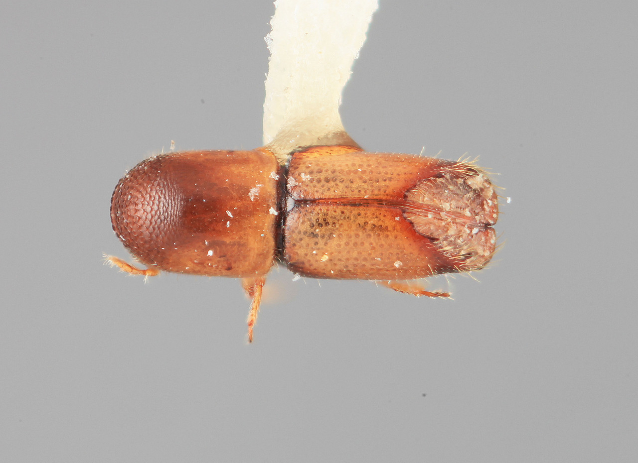 Genus / Species: Monarthrum dolosum | Image Author: SM Smith | Location: Venezuela, Mérida, El Vigía, 20 km SW | Image Type: holotype | Collection: Entomology