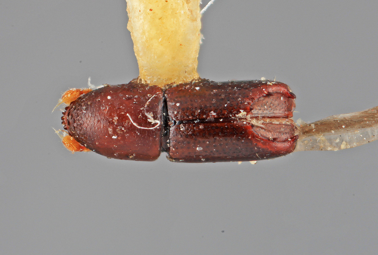 Genus / Species: Tricolus mystacinus | Image Author: SM Smith | Location: Colombia, Valle del Cauca, Sevilla | Image Type: holotype | Collection: Entomology