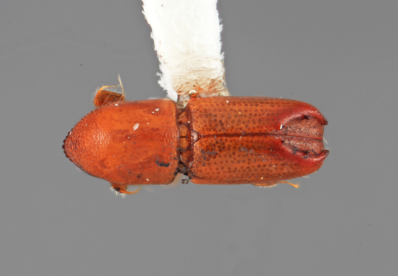 Genus / Species: Tricolus bicavus | Image Author: SM Smith | Location: Venezuela, Bolivar, El Palmar, 30 km E | Image Type: holotype | Collection: Entomology