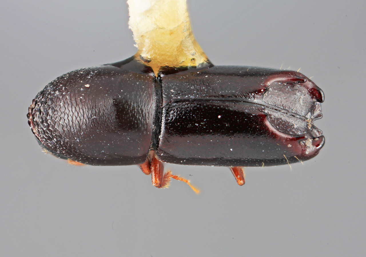 Genus / Species: Tricolus naevus | Image Author: SM Smith | Location: Costa Rica, Cartago, Tapanti | Image Type: holotype | Collection: Entomology