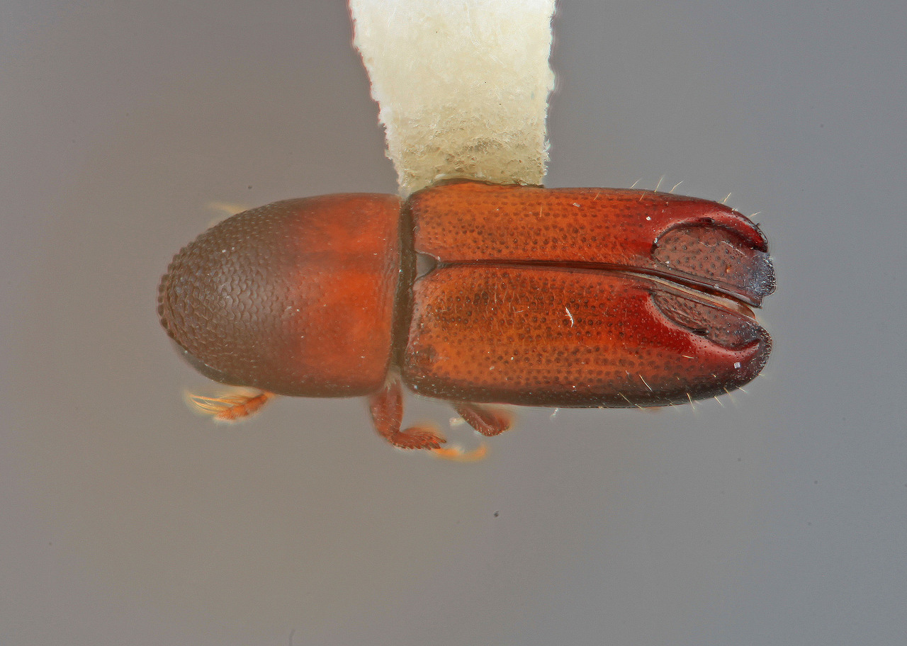 Genus / Species: Tricolus subrufus | Image Author: SM Smith | Location: Venezuela, Mérida, La Carbonera, 50 km NE Merida | Image Type: holotype | Collection: Entomology