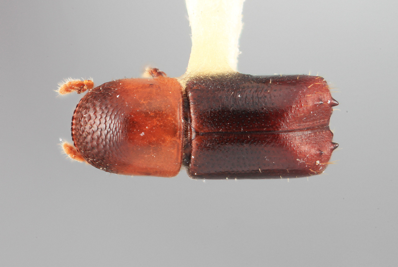 Genus / Species: Monarthrum obscurum | Image Author: SM Smith | Location: Venezuela, Miranda, El Laurel Experimental Farm, 12 km SW Caracas | Image Type: holotype | Collection: Entomology